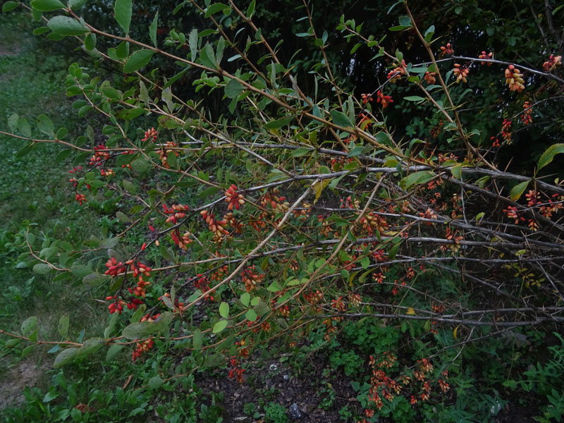 Berberis vulgaris - Berberidaceae: Crespino comune